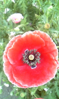 Image1488.jpg