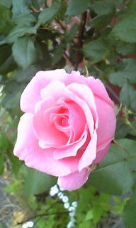 Image1507.jpg