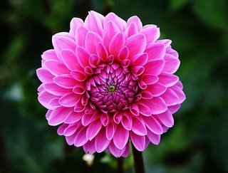 dahlia-1642461__340.jpg